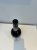 Warre's 1977 Vintage Port 