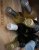6 bottles Bordeaux white - 1998 Chateau La Louviere, Pessac-Leognan etc.